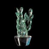 Aloe Vera����������������������������